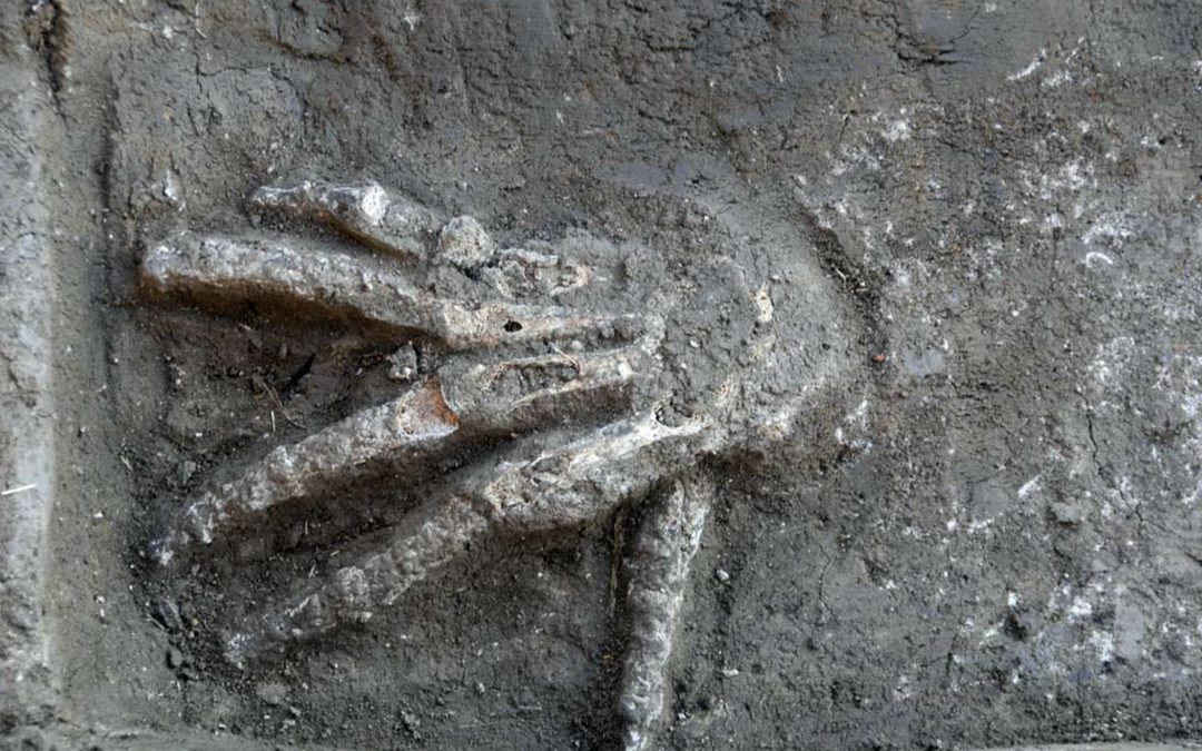 Severed Hands Uncovered at Avaris - Patterns of Evidence: The Moses  Controversy