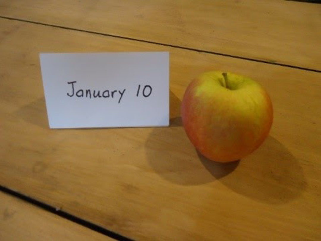 Apple from the fall in January